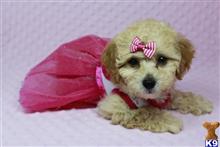 poodle puppy posted by PuppyHeaven1