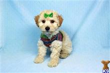 poodle puppy posted by PuppyHeaven1