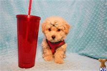 poodle puppy posted by PuppyHeaven1