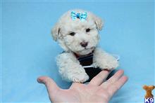 poodle puppy posted by PuppyHeaven1