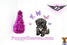 shih tzu puppy posted by PuppyHeaven1