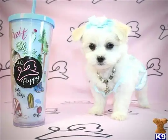 Mixed Breed puppy for sale