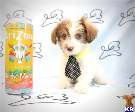 Mixed Breed puppy for sale