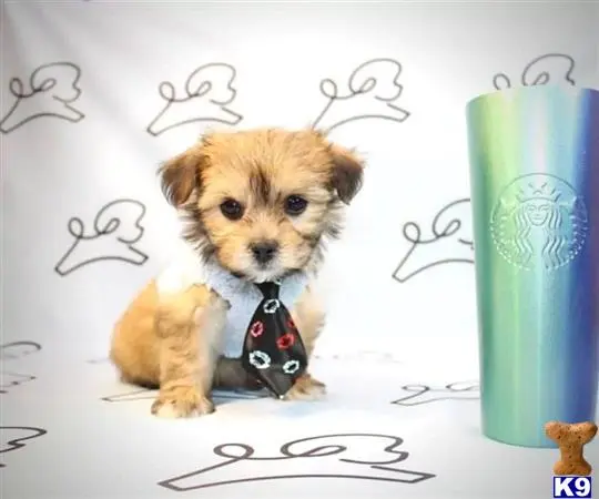 Mixed Breed puppy for sale
