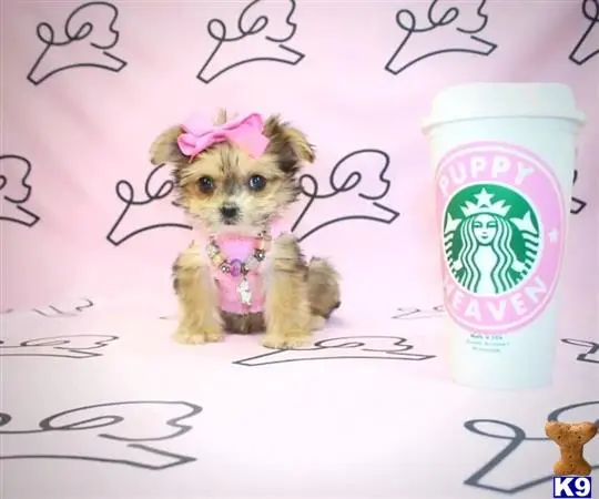 Mixed Breed puppy for sale