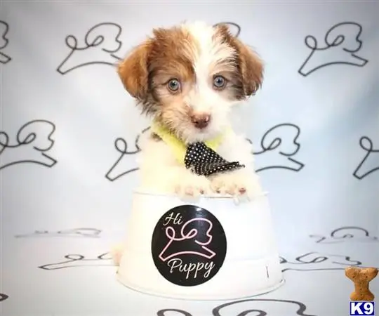 Mixed Breed puppy for sale
