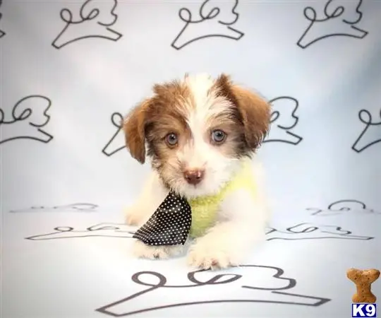 Mixed Breed puppy for sale