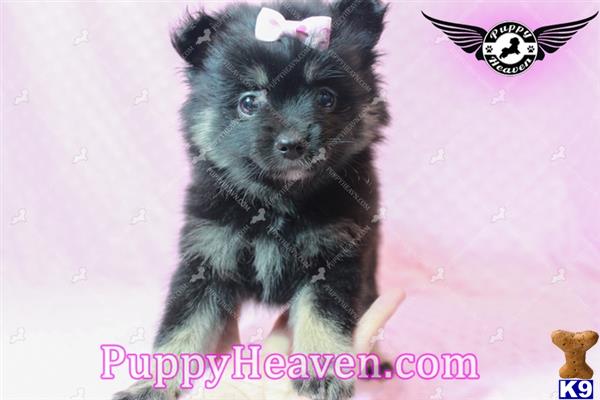 teacup pomeranian for sale in las vegas pomeranian puppy for sale gorgeous teacup pomeranian puppies for sale in the 3 years teacup pomeranian for sale in las vegas pomeranian puppy for sale gorgeous teacup pomeranian puppies for sale in the 3 years