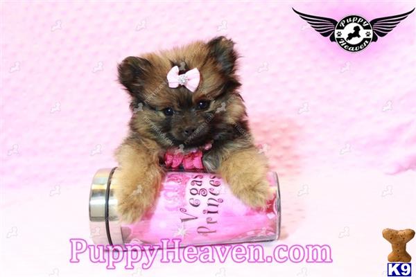 teacup pomeranian for sale in las vegas pomeranian puppy for sale kesha teacup pomeranian puppy in las vegas for 21 months teacup pomeranian for sale in las vegas pomeranian puppy for sale kesha teacup pomeranian puppy in las vegas for 21 months