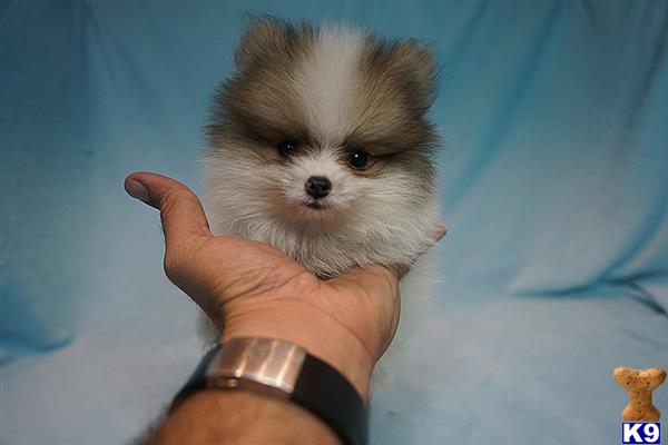 teacup pomeranian puppies for sale in bakersfield ca amazing teacup pomeranian puppies in las vegas nv breeds picture teacup pomeranian puppies for sale in bakersfield ca amazing teacup pomeranian puppies in las vegas nv breeds picture