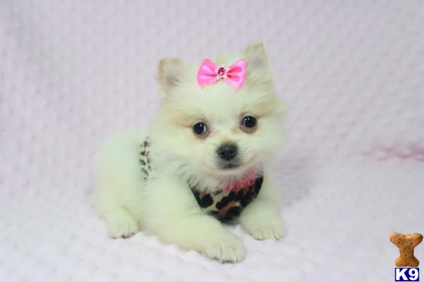 teacup pomeranian for sale in las vegas pomeranian puppy for sale powerfluff tiny teacup pomeranian for sal 14 teacup pomeranian for sale in las vegas pomeranian puppy for sale powerfluff tiny teacup pomeranian for sal 14