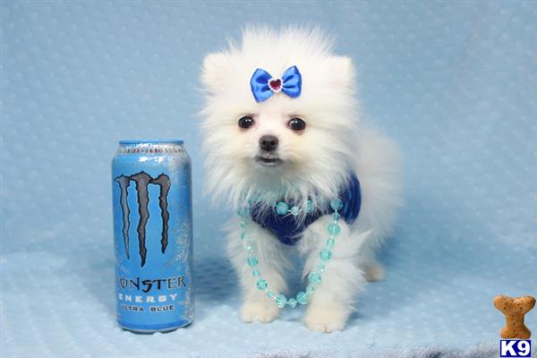 pomeranian for sale in las vegas pomeranian puppy for sale vogue micro pomeranian puppy in las vegas 10 months pomeranian for sale in las vegas pomeranian puppy for sale vogue micro pomeranian puppy in las vegas 10 months
