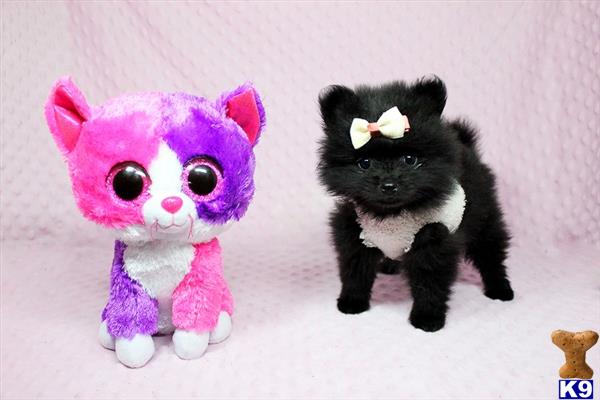 pomeranians heaven pomeranian puppy for sale hello dolly tiny teacup pomeranian puppy av 9 months pomeranians heaven pomeranian puppy for sale hello dolly tiny teacup pomeranian puppy av 9 months