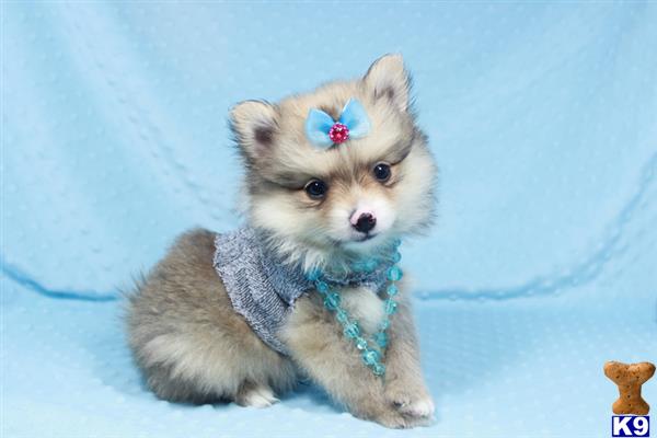 teacup pomeranian for sale in las vegas pomeranian puppy for sale teacup pomeranian puppies in las vegas 9 months teacup pomeranian for sale in las vegas pomeranian puppy for sale teacup pomeranian puppies in las vegas 9 months