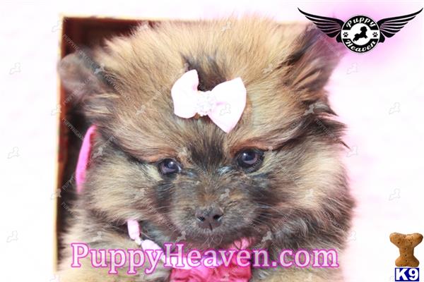 pomeranian puppies for sale in las vegas pomeranian puppy for sale teacup teddy pomeranian puppies for sale 22 months pomeranian puppies for sale in las vegas pomeranian puppy for sale teacup teddy pomeranian puppies for sale 22 months