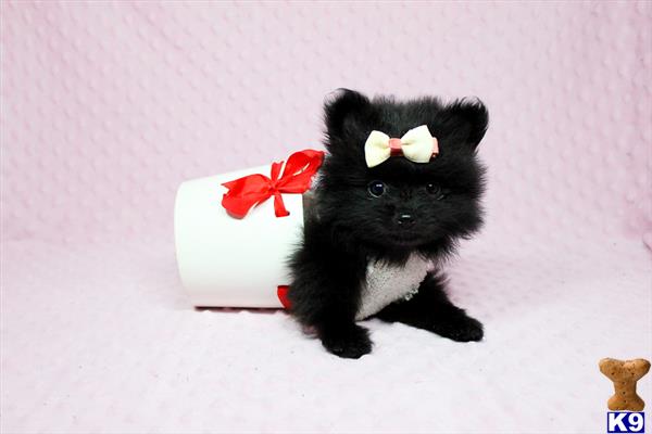 puppy heaven las vegas pomeranian puppy for sale hello dolly tiny teacup pomeranian puppy av 9 months puppy heaven las vegas pomeranian puppy for sale hello dolly tiny teacup pomeranian puppy av 9 months