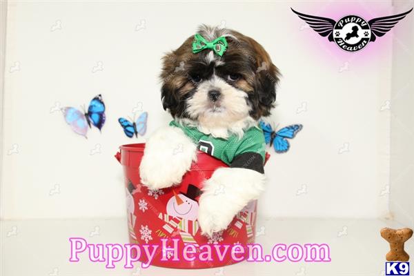 shih tzu puppies las vegas for sale shih tzu puppy for sale shih tzu puppies in las vegas for sale by 4 years shih tzu puppies las vegas for sale shih tzu puppy for sale shih tzu puppies in las vegas for sale by 4 years