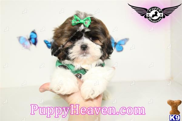 shih tzu puppies las vegas for sale shih tzu puppy for sale shih tzu puppies in las vegas for sale by 4 years shih tzu puppies las vegas for sale shih tzu puppy for sale shih tzu puppies in las vegas for sale by 4 years