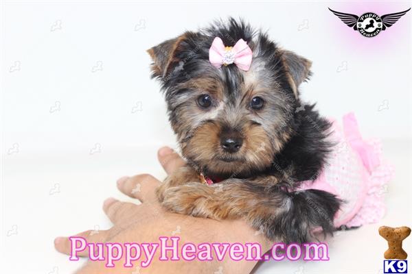 show quality yorkies for sale terrier puppy for sale gorgeous show quality teacup yorkie puppies in las 4 show quality yorkies for sale terrier puppy for sale gorgeous show quality teacup yorkie puppies in las 4