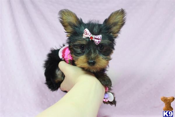 teacup yorkie for sale in las vegas terrier puppy for sale godiva beautiful teacup yorkie puppy las vegas 8 teacup yorkie for sale in las vegas terrier puppy for sale godiva beautiful teacup yorkie puppy las vegas 8