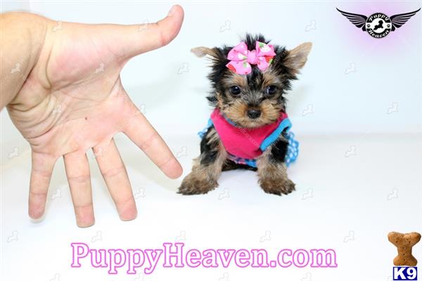 Dogs For Sale Henderson Nv Dogs For Sale Henderson Nv