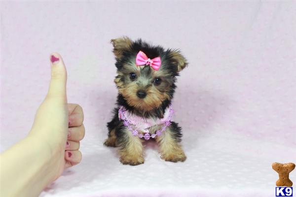 puppy heaven las vegas terrier puppy for sale gal gadot micro teacup yorkie puppy avail 8 puppy heaven las vegas terrier puppy for sale gal gadot micro teacup yorkie puppy avail 8