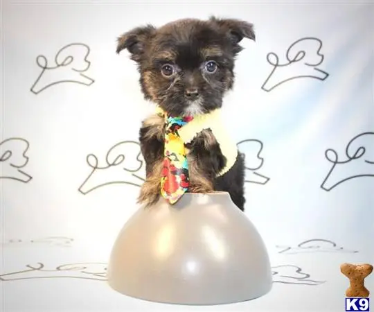 Yorkshire Terrier puppy for sale