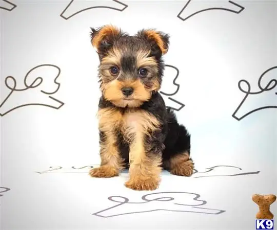 PuppyHeavenLV Picture 2