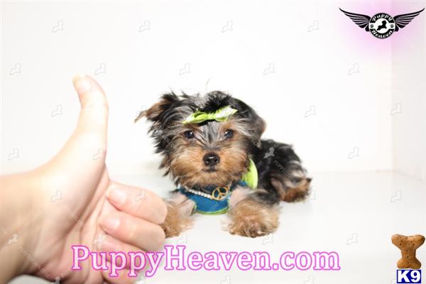 chion yorkie puppies yorkie puppies for sale ms breeds picture chion yorkie puppies yorkie puppies for sale ms breeds picture