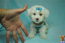 mixed breed puppy posted by PuppyHeavenLV