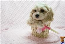 mixed breed puppy posted by PuppyHeavenLV