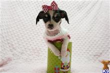 mixed breed puppy posted by PuppyHeavenLV
