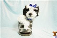 mixed breed puppy posted by PuppyHeavenLV