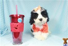 mixed breed puppy posted by PuppyHeavenLV