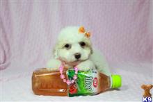 mixed breed puppy posted by PuppyHeavenLV