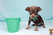 mixed breed puppy posted by PuppyHeavenLV