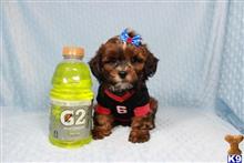 mixed breed puppy posted by PuppyHeavenLV