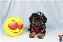 mixed breed puppy posted by PuppyHeavenLV