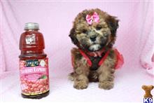 mixed breed puppy posted by PuppyHeavenLV