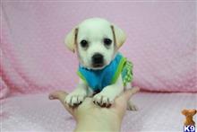 mixed breed puppy posted by PuppyHeavenLV