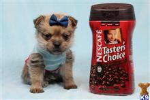 mixed breed puppy posted by PuppyHeavenLV