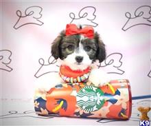 mixed breed puppy posted by PuppyHeavenLV