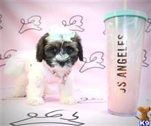 mixed breed puppy posted by PuppyHeavenLV