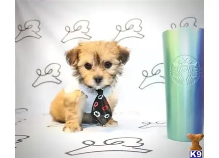 Rocket - Toy Shorkie Puppy available Mixed Breed puppy located in Las Vegas
