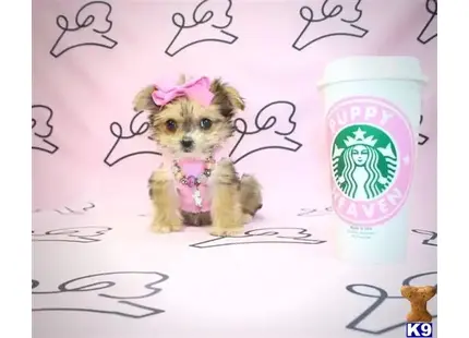 Hopscotch - Tiny Teacup Morkie Puppy available Mixed Breed puppy located in Las Vegas