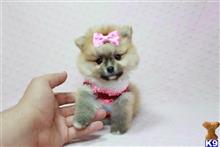 Pomeranian
