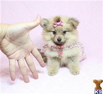 pomeranian puppy posted by PuppyHeavenLV