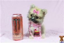 pomeranian puppy posted by PuppyHeavenLV