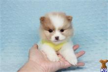 Pomeranian