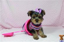 yorkshire terrier puppy posted by PuppyHeavenLV